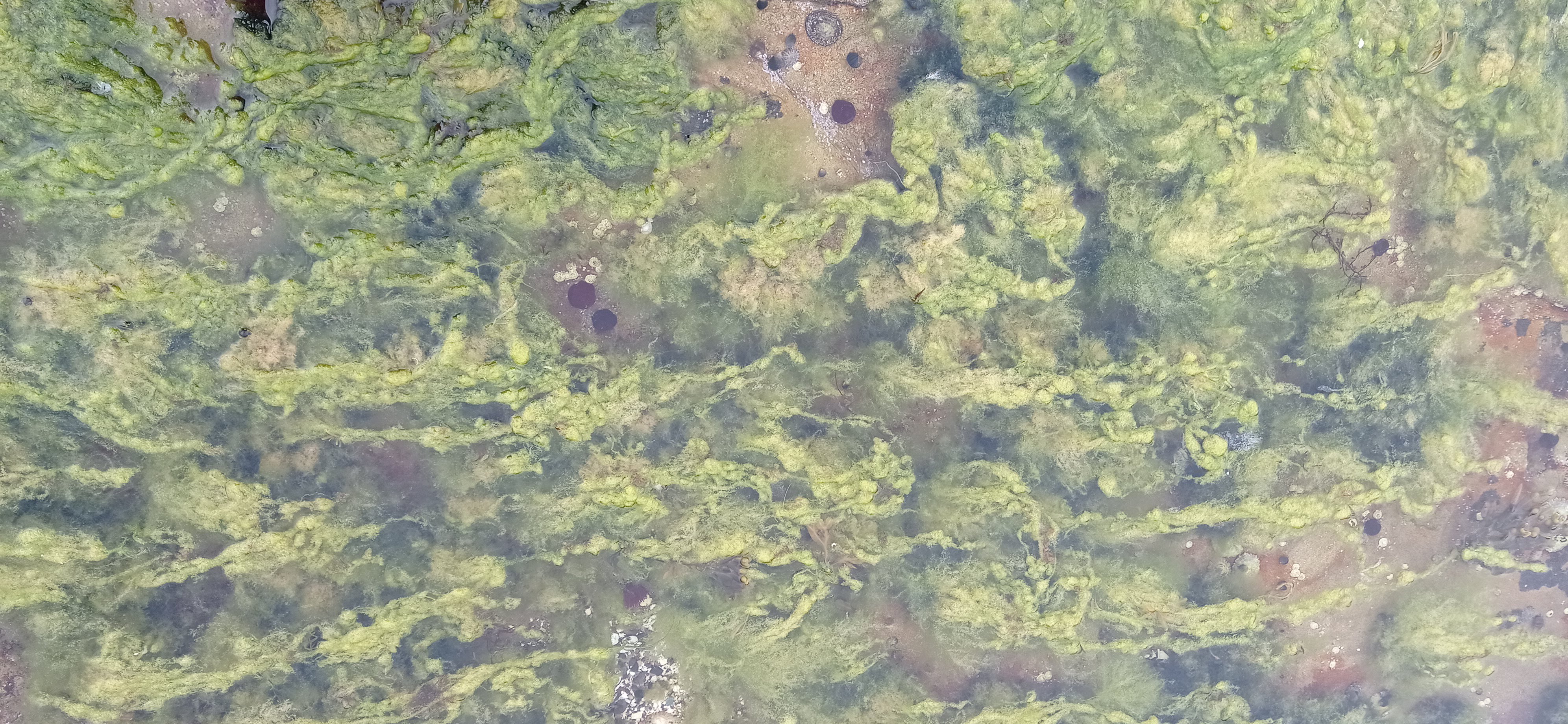 underworld of low tide
