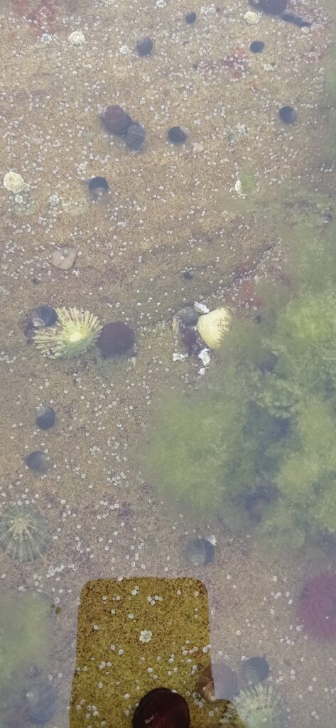 underworld of low tide