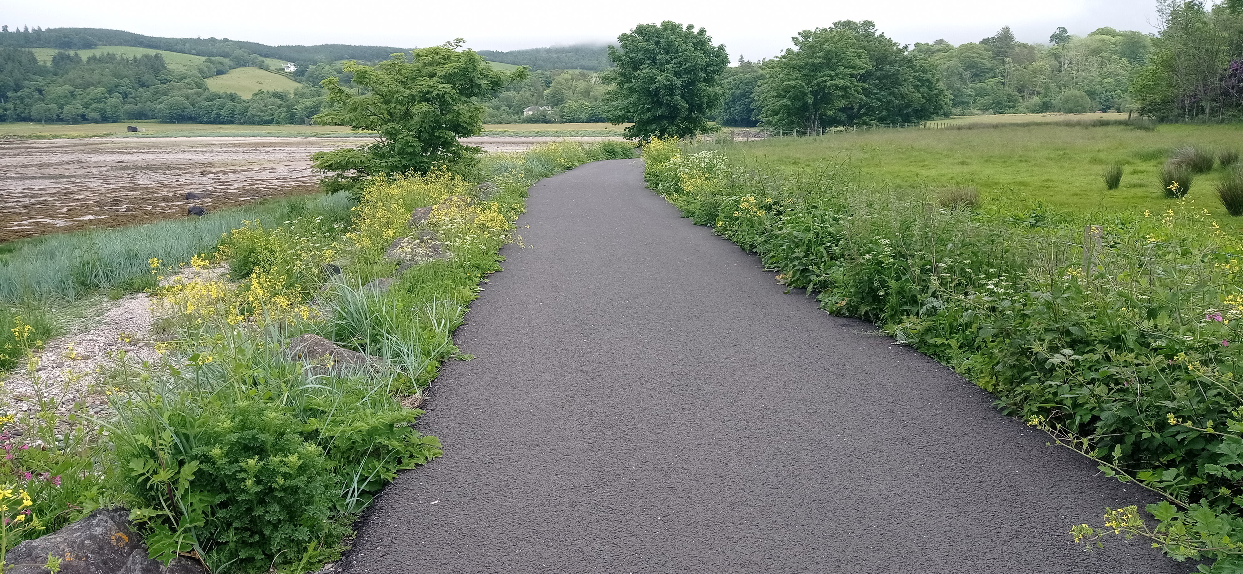 woodland foot path