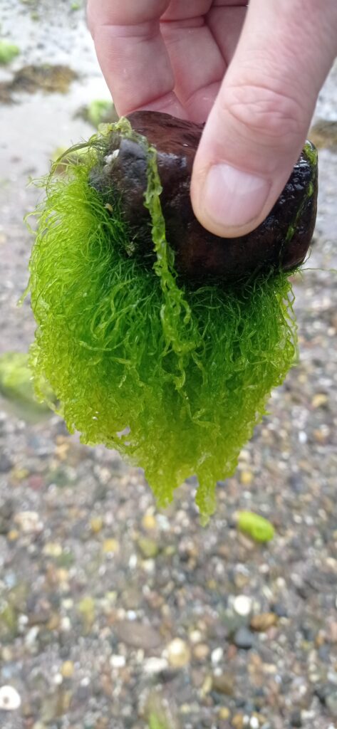 green bearded stone