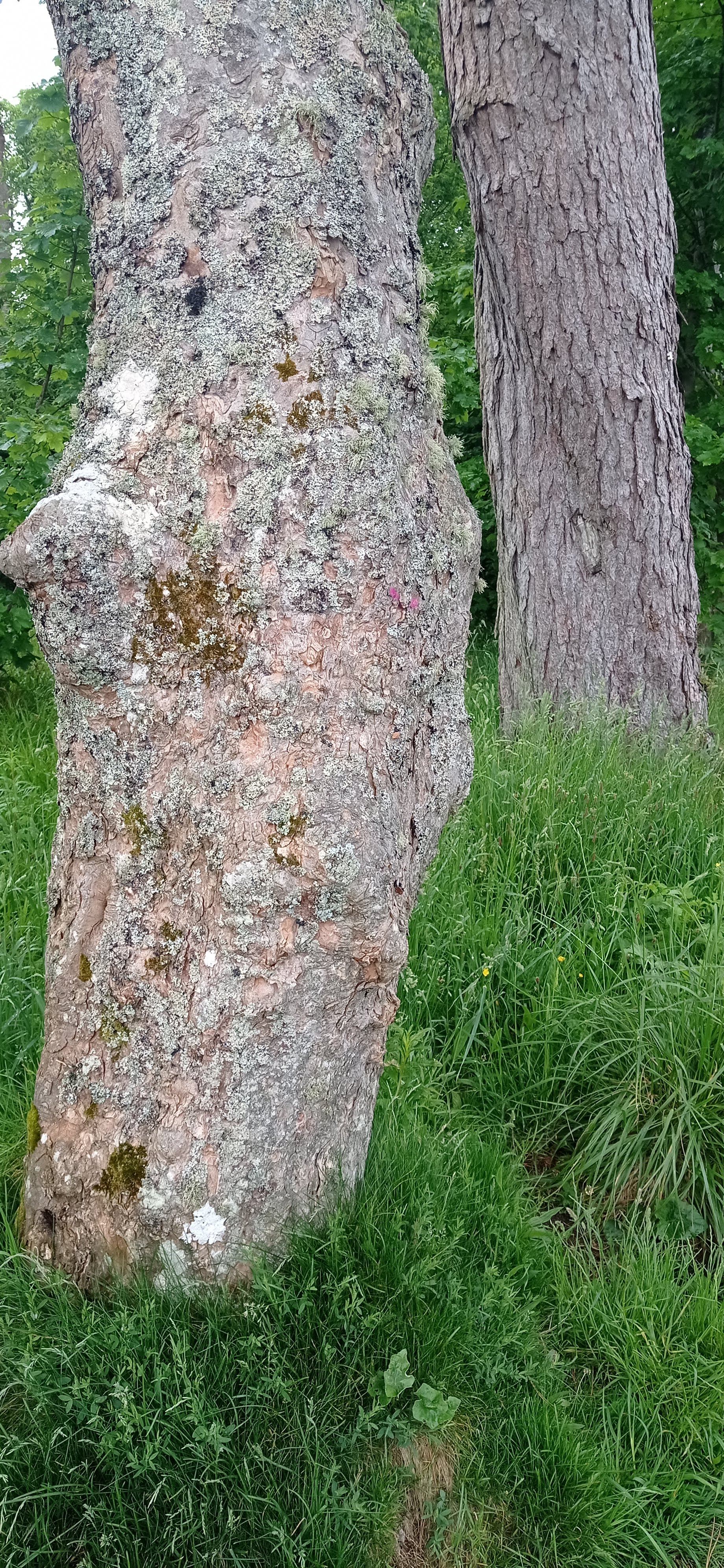 Ariadne trail