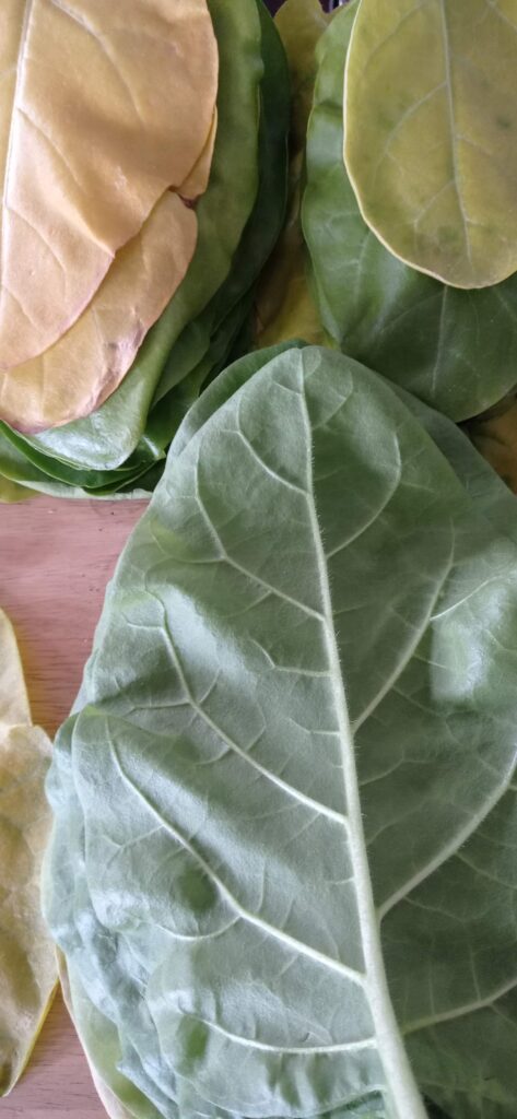 aztec rustica leaves